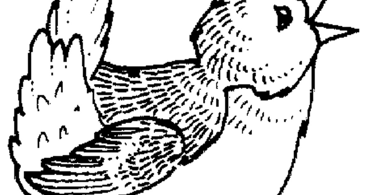 mewarnai gambar burung puyuh 