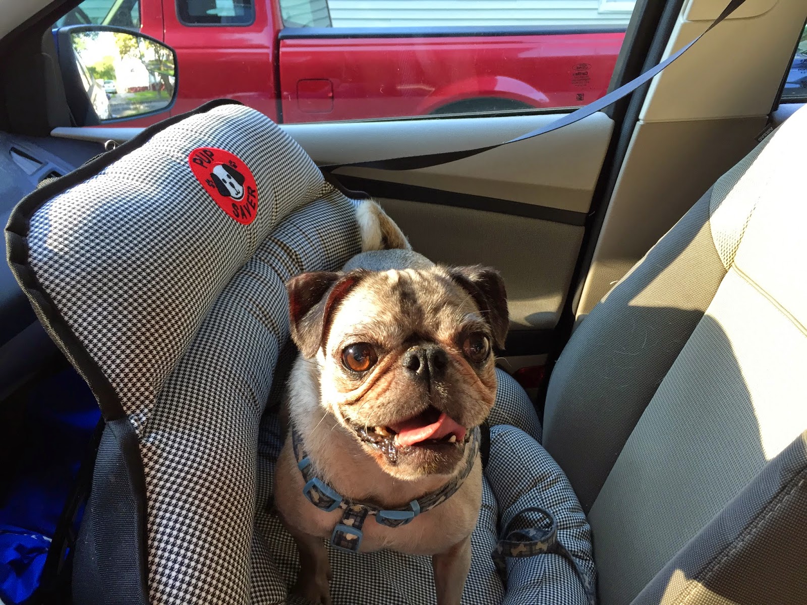 Southern Fried Pugs New car seats! Updated