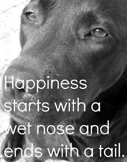 Happiness starts with a wet nose and ends with a tail
