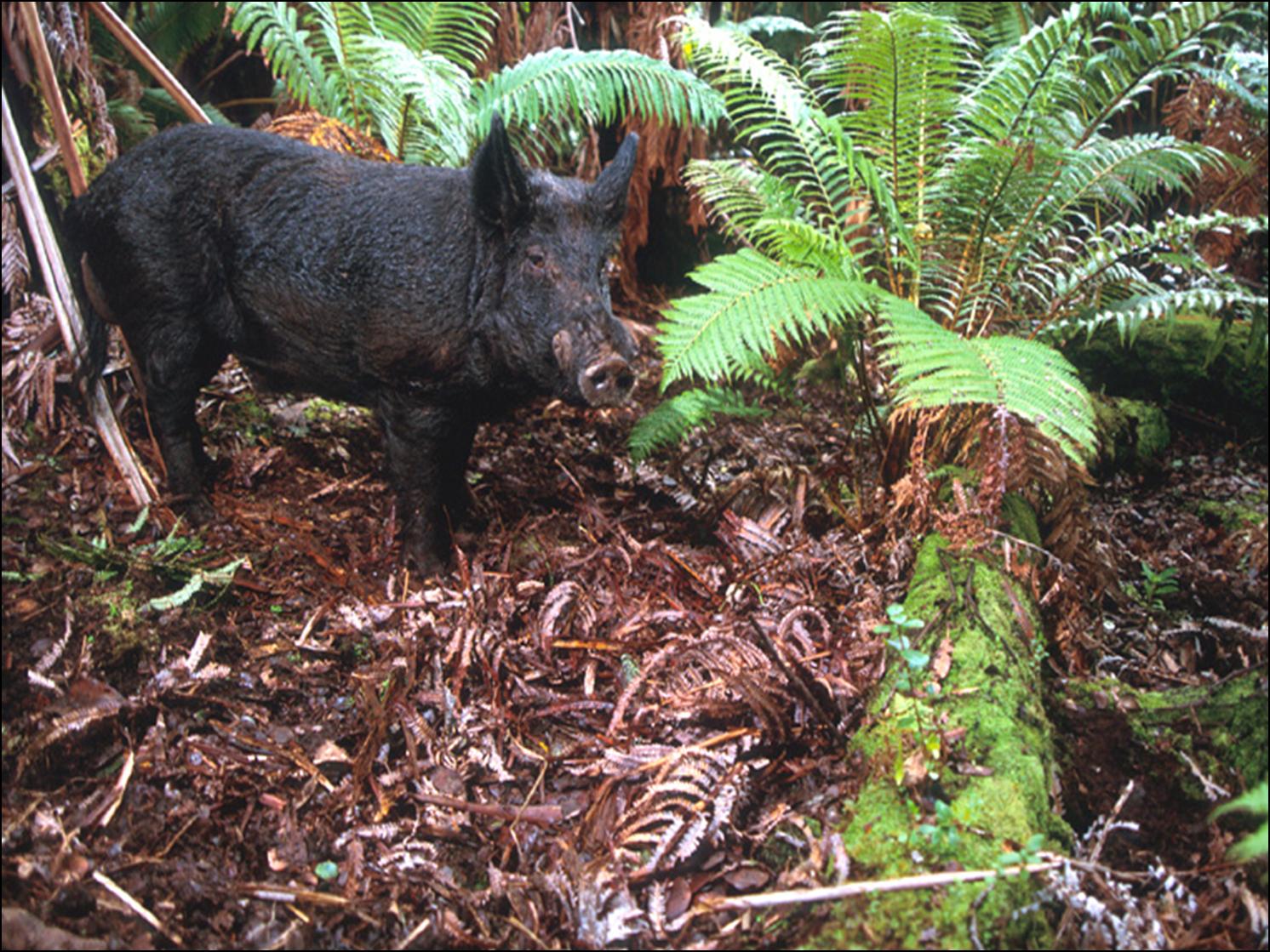 Raising IslandsHawai'i science and environment Hawaiian pigs