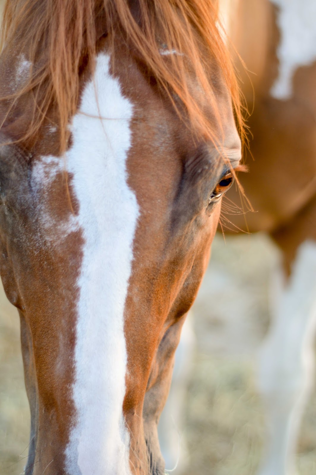 Framing Creation Horses 645 AM
