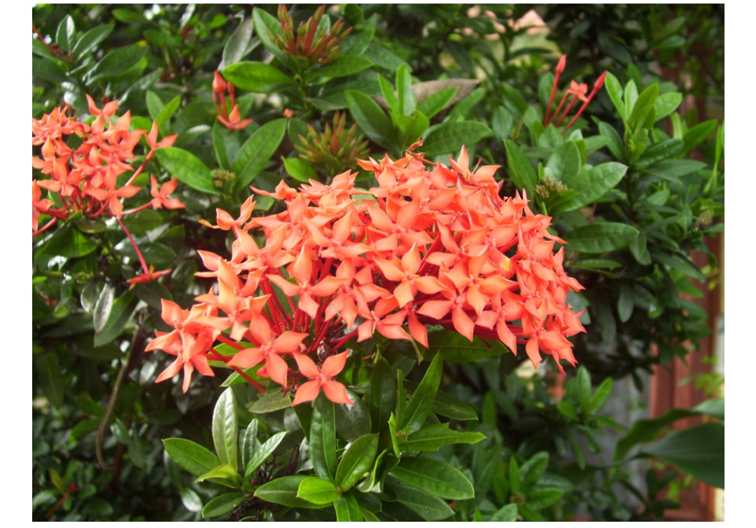 Bunga Asoka: Berkhasiat Mengobati Haid Tidak Teratur, Hipertensi
