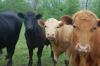 Our Angus Cattle