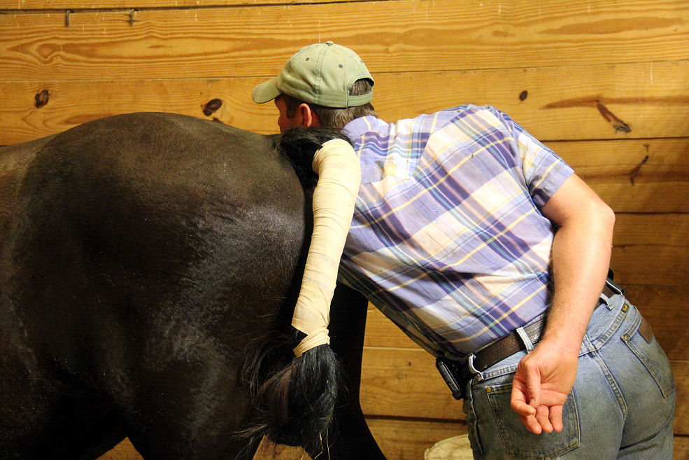 The Horsemeister Blog Emergency C Section