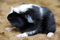 Hansa Piggyboo Świnka morska rasy coronet w umaszczeniu black-white magpie
