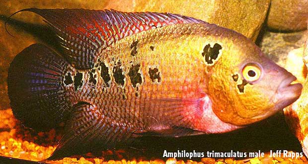 CICHLASOMA TRIMACULATUM EPUB CICHLASOMA TRIMACULATUM EPUB