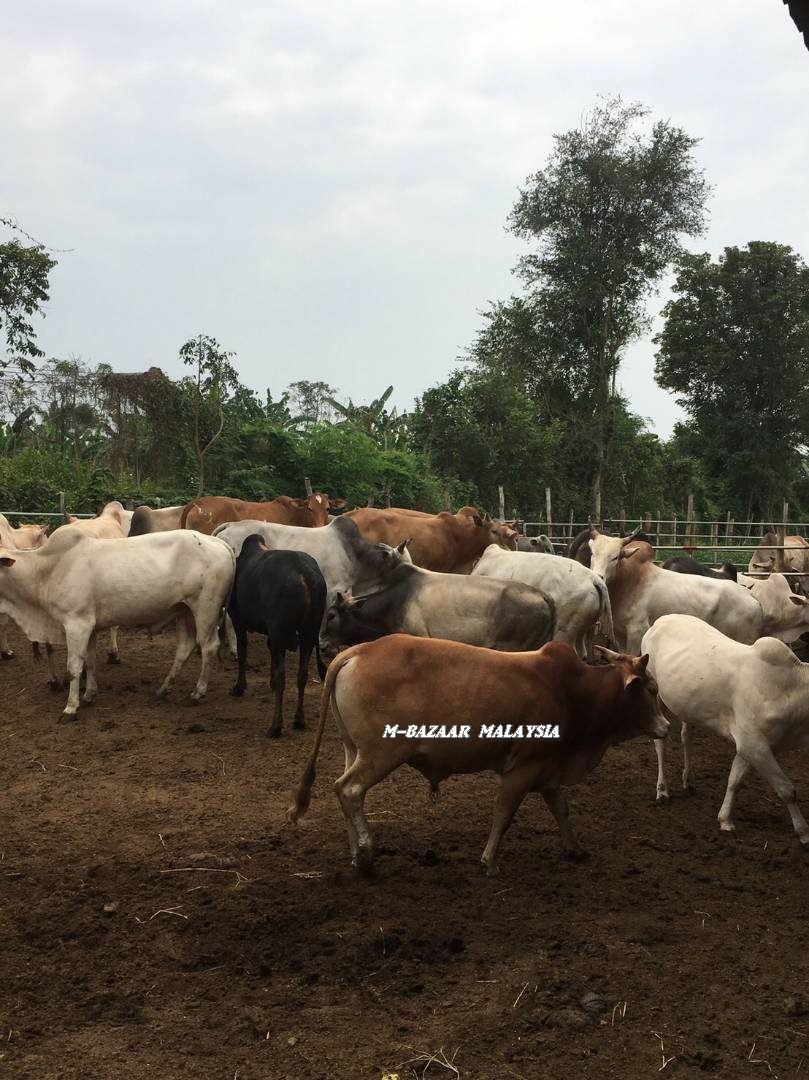 Pembekal Lembu Dan Kambing Muslim Ladang Ternakan Di Kelantan