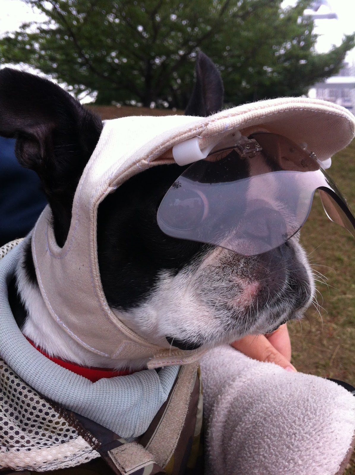 犬の帽子のお店 I M Gallery Blog ボストンテリアのベティちゃん その3 完成