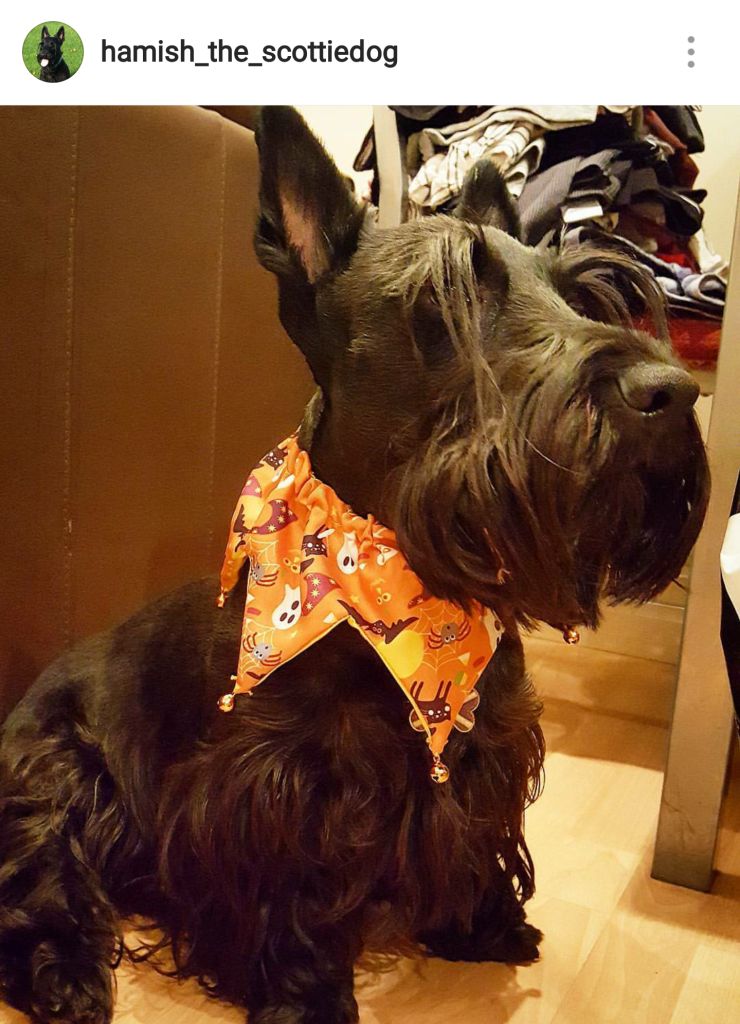 Scottie Mom 15 Scottish Terriers Rocking Costumes