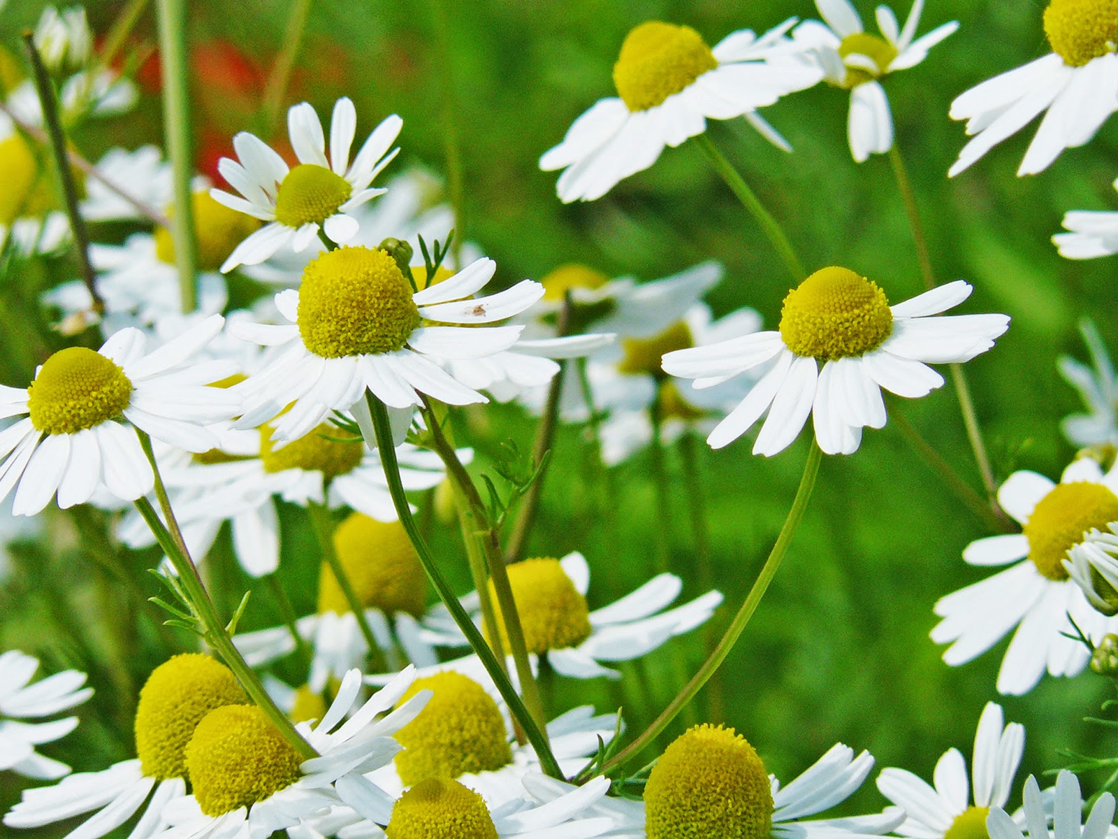 Gaia y Sus Medicinas Manzanilla