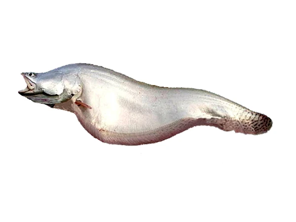 chital fish, chital fish pictures