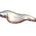 Chital Fish