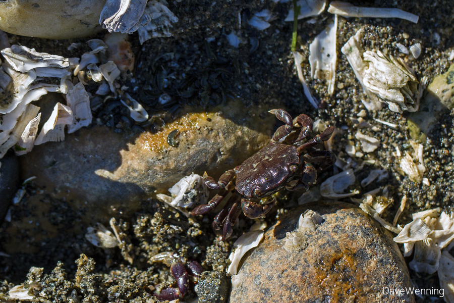 Purple Shore Crab