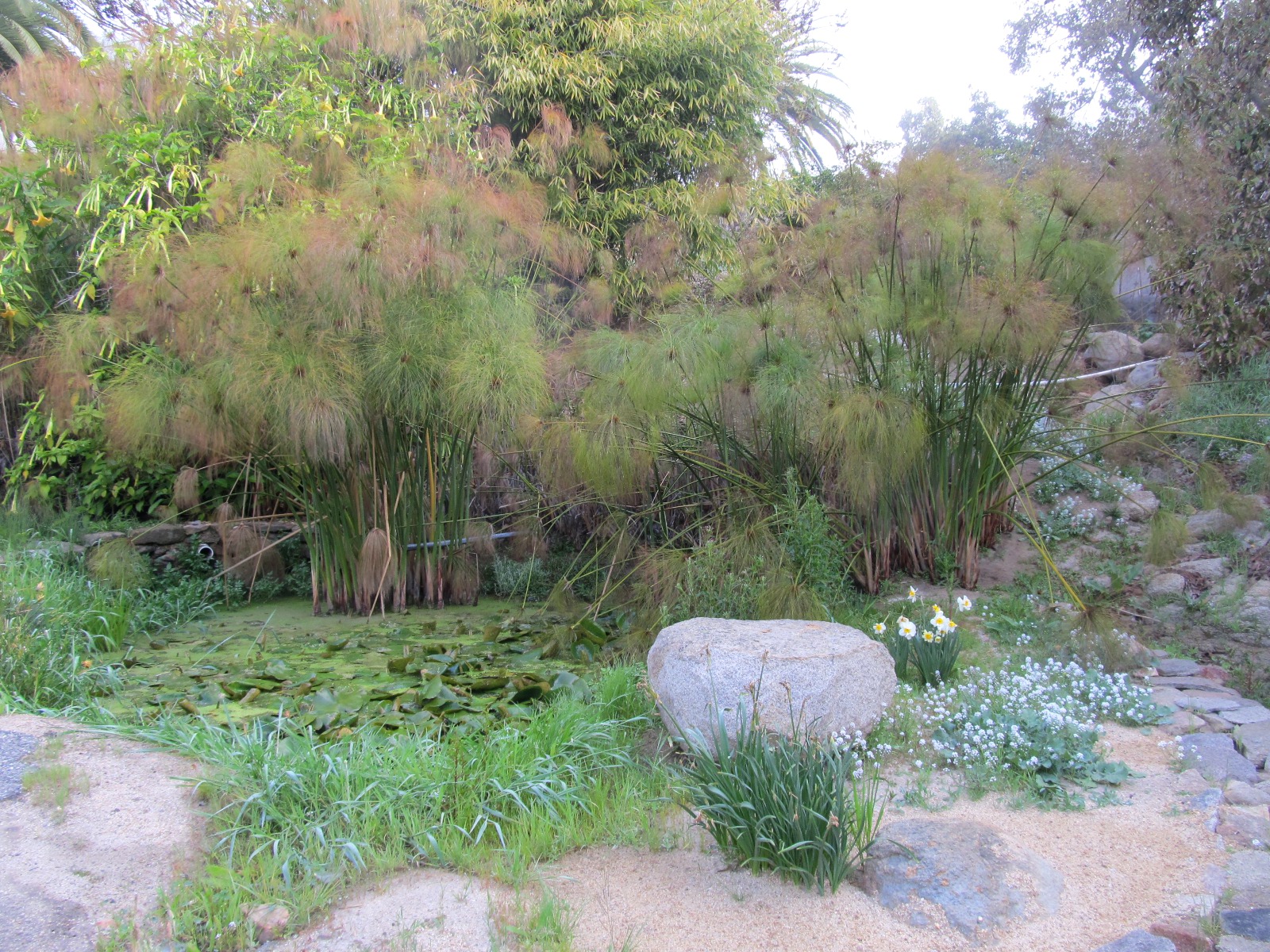 A ride through the enchanted forest of Fallbrook, De Luz