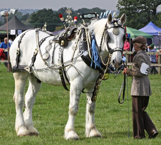 Stallion Harness In hand showing harness 