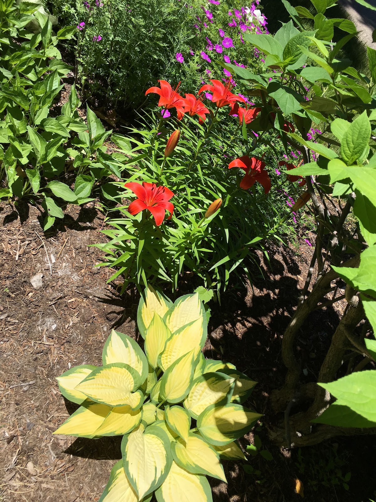 Its Time Spirea Butterfly Bush And Lifting A Tree S Canopy