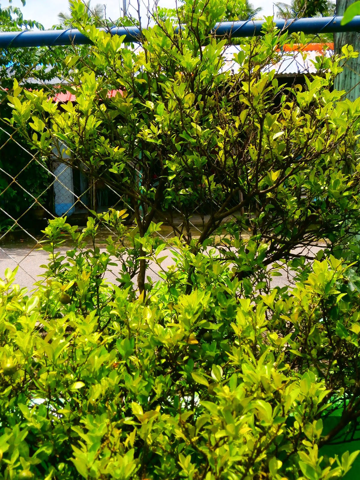 3 Ways To Use Calamansi (Calamondin) Delightful Illusions