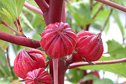 Mencegah Cegah Hipertensi Dengan Bunga Rosella