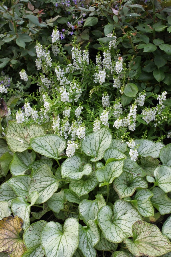 �Kings Ransom� and �Jack Frost� Brunnera Deer Resistant