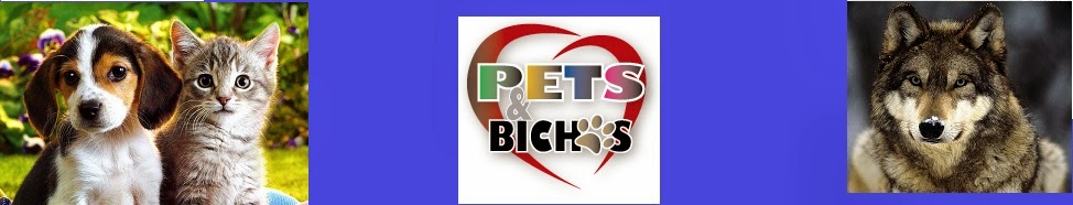 Pets & Bichos