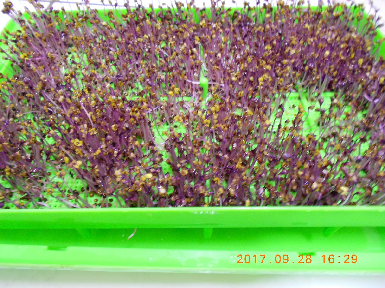 �����R,�����R��,���Ⱚ�R��,������ŵ�,�����R��i,�����R����i,�����ŵ��ܦ�,�����ŵ浵���ߵ�,�����R��