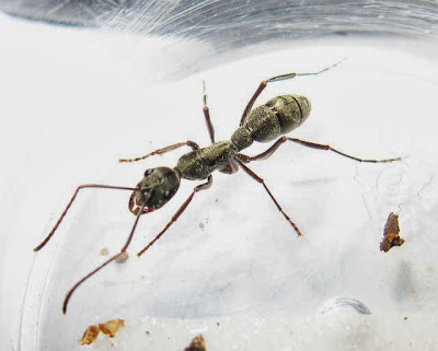 Worker of Diacamma sp.