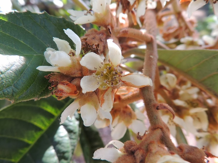 ERIOBOTRYA JAPONICA