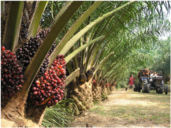 Indonesia Tuan Rumah Pertemuan Pertama Tingkat Menteri Negara Negara Produsen Kelapa Sawit Immpopc