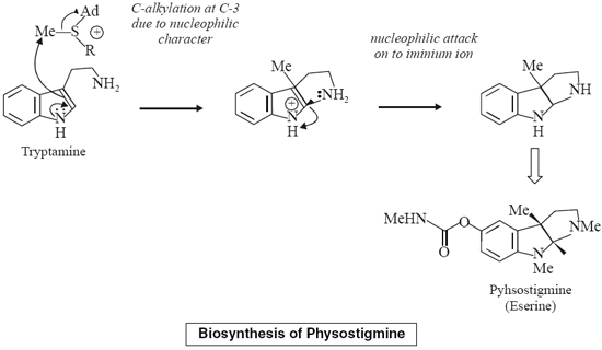 Biosynthesis of Physostigmine