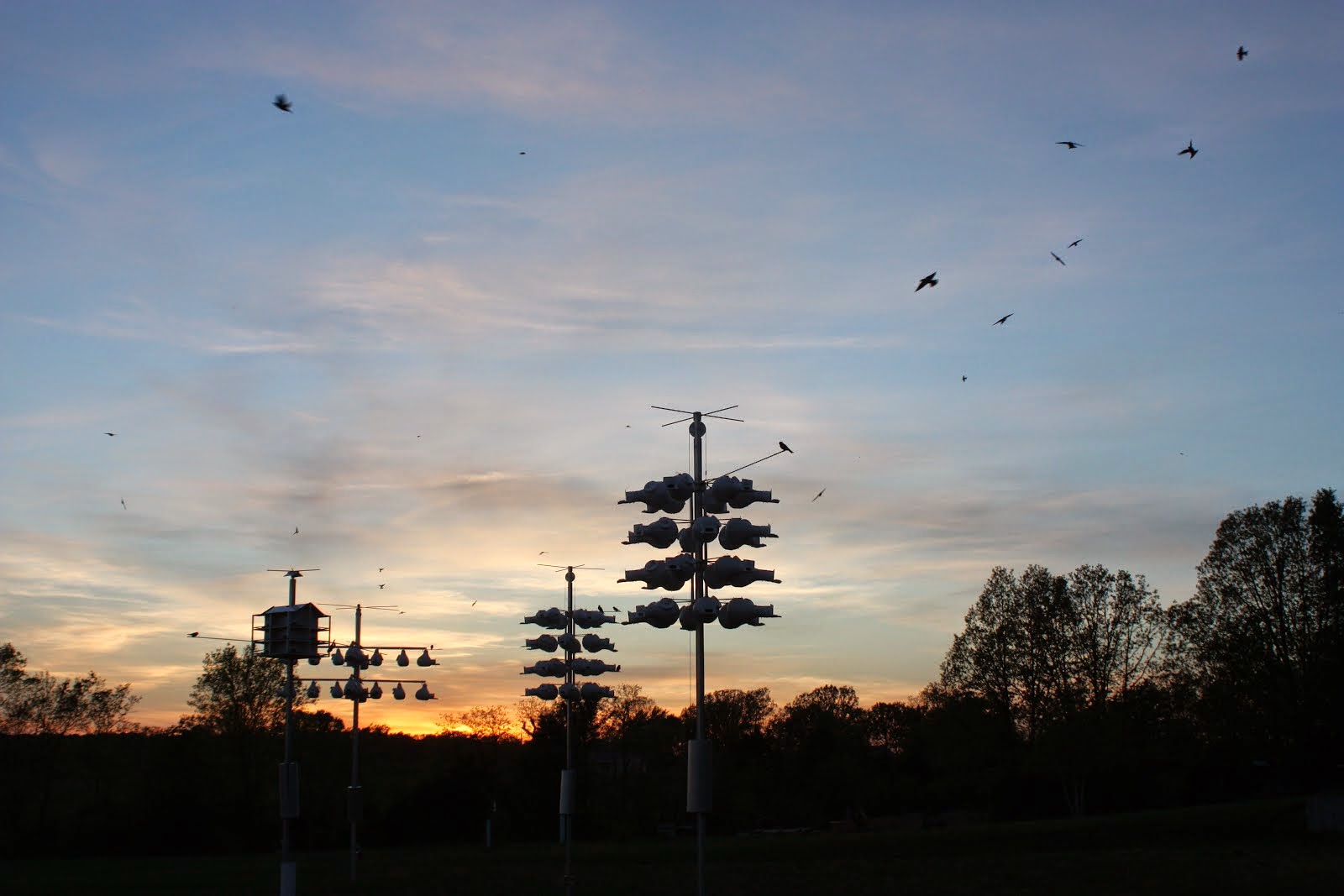 Purple Martins