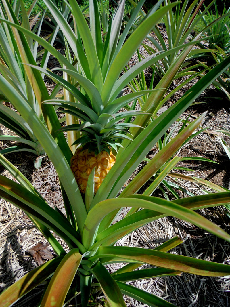 Haysmer Hawaii Pineapples and Hummingbirds