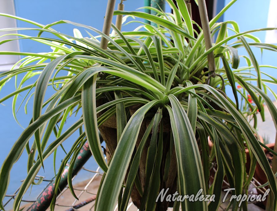 Cinta en maceta colgante