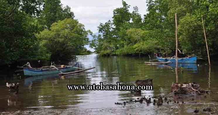 23 Fungsi Hutan Mangrove Beserta Manfaatnya - Ato Basahona ...