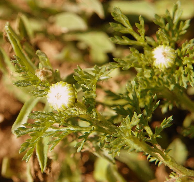 "What's Blooming Now" Mayweed, Dog Fennel (Anthemis cotula)