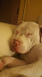 pitbull sleeping