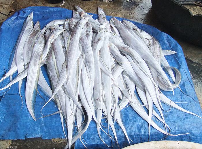 Mancing Layur Strike Bertubi Tubi Youtube