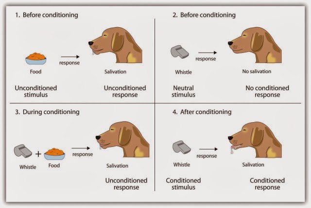 Sutan Pangeran: Teori Classical Conditioning (PAVLOV)