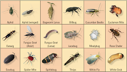 bugs garden bug identification insects insect identify plants pests type badbugs names pest household chart bad beetle wood guide vine