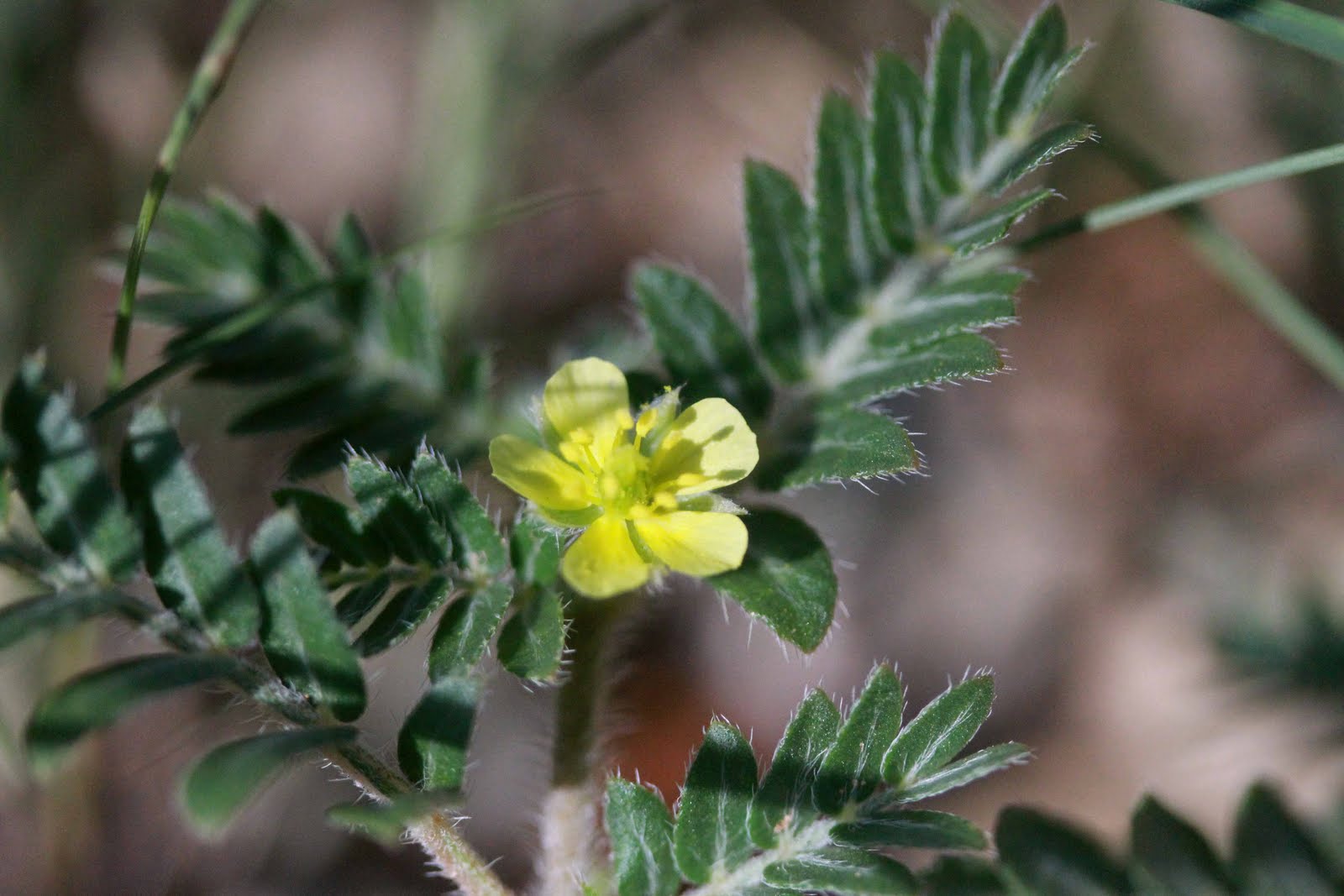 Views from Soledad Canyon Of Goatheads, Purslane