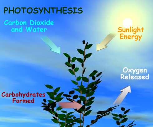 Kenapa Fotosintesis Merupakan Perubahan Kimia