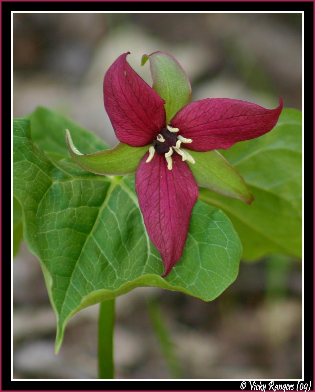 La faune et la flore du Québec en photos Plantes sauvages