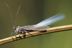 paradise bird fly beths ron