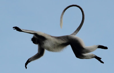 "Awesome leap by the Grey Langur"