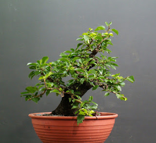 Yamadori Prunus mahaleb in training as bonsai