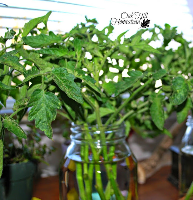 A Tomato Clone Update Oak Hill Homestead