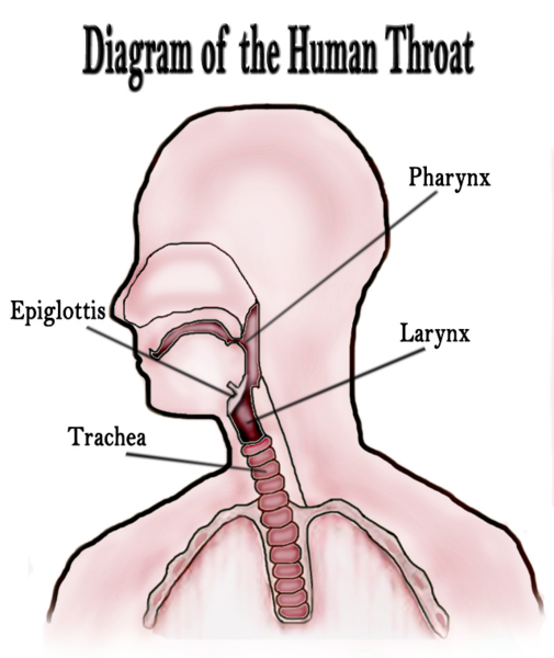 Diagram Of The Human Throat 8