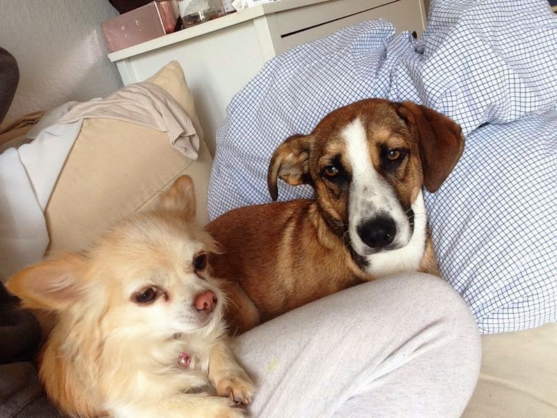 Hunde aus ZentralPortugal adoptieren Gino