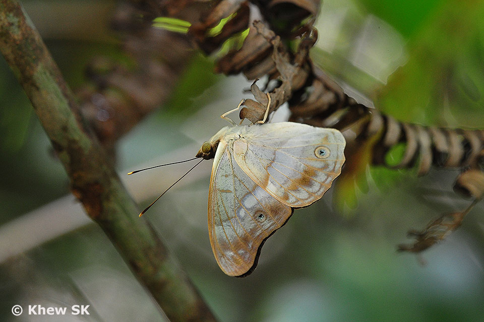 Butterflies of Singapore Upside Down Butterflies