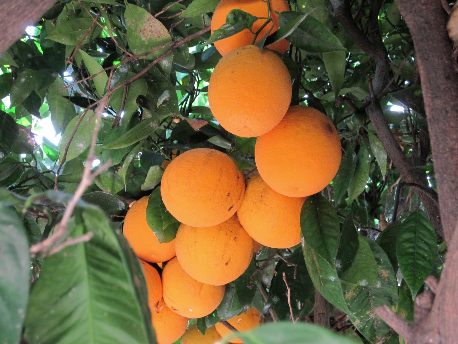 Mr. Micawber's Recipe for Happiness Simple Pleasures Fresh Orange Juice