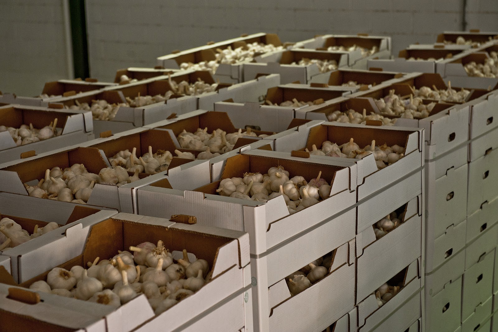 Fresh & Dry Garlic, S.L The Company leader in Spanish´s Garlic